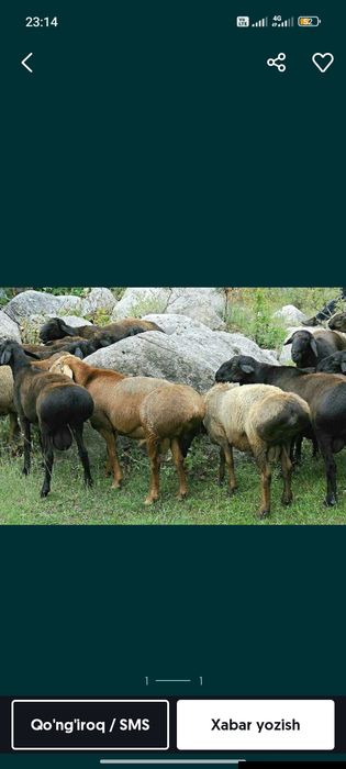Тошкент бўйлаб  Кассоб хизмати курвонлик акика маросимлар
