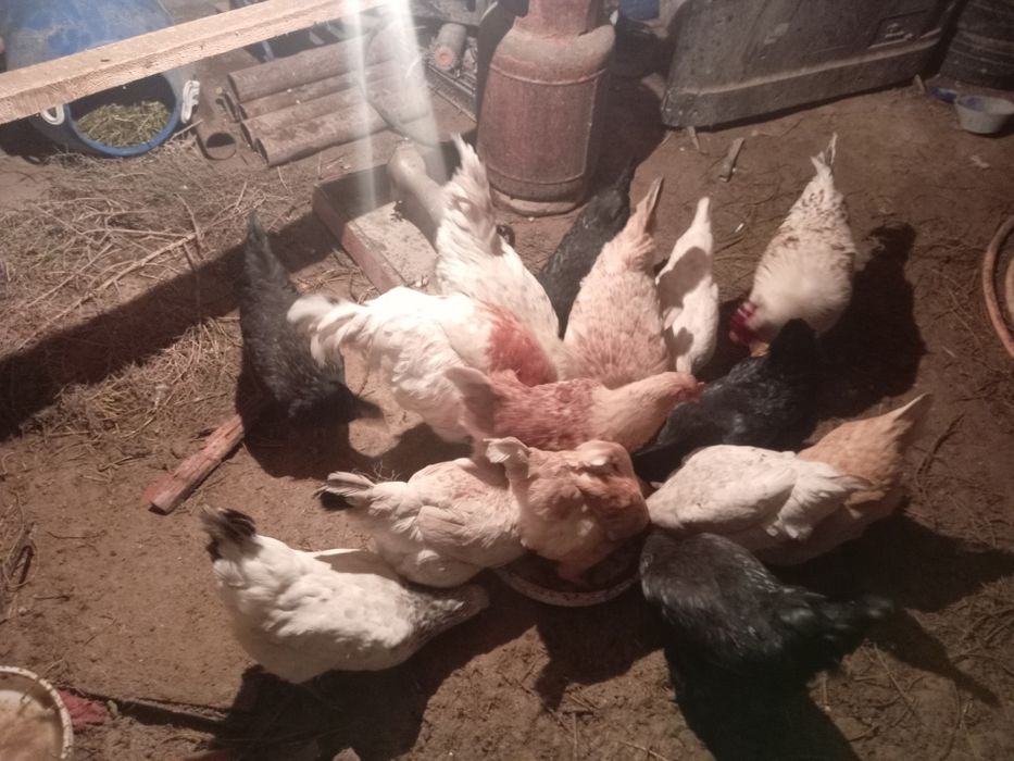 Тауық Қораз Семья