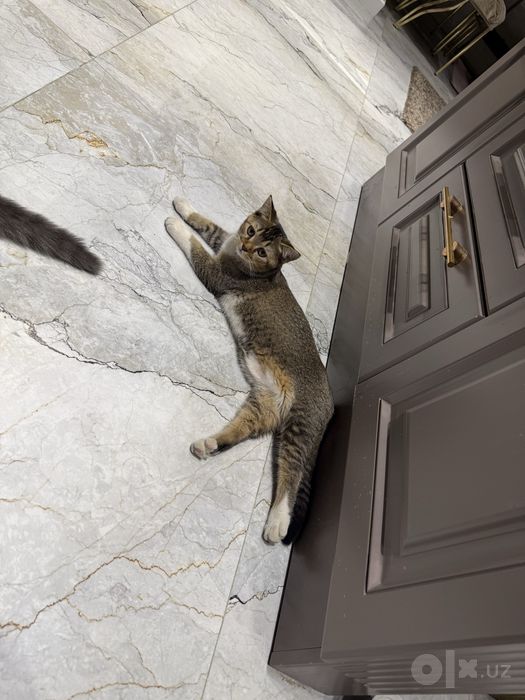 Кошка Породистая