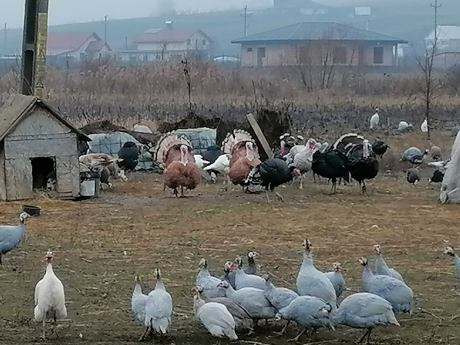 Rațe, diferite feluri, gâște, bibilici de vânzare. Iași