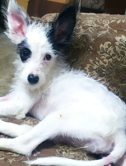 Бесплатно отдам котята, щенки.