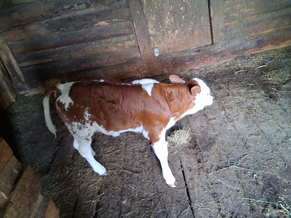 Vând vaca 4 ani viteaza 2 saptamani