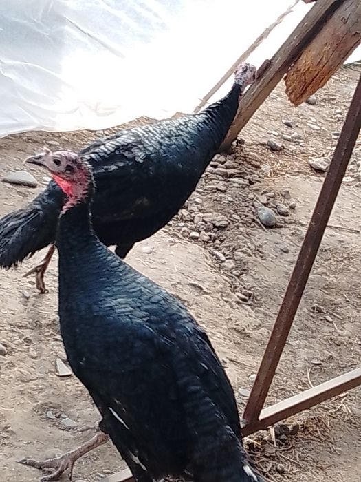 Hamasi tezda sotiladi