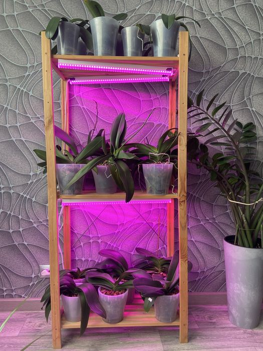 Продам  цветы Орхидеи