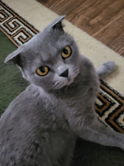 Британские кошка