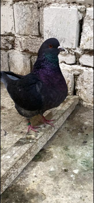 De vanzare porumbei kingi