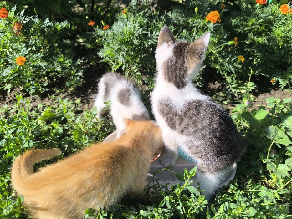 Котята на счастье!