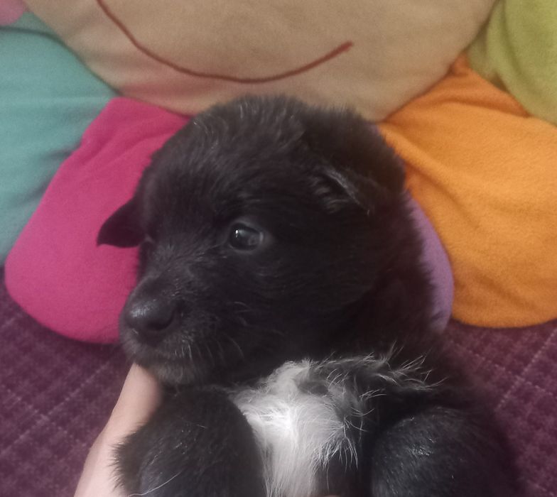 Щенки в добрые руки, порода двор-терьер