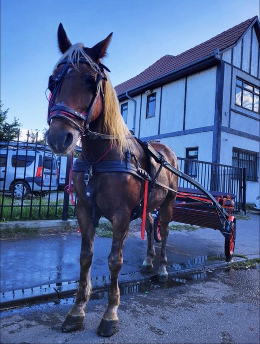 Cal de vanzare culoare Blond