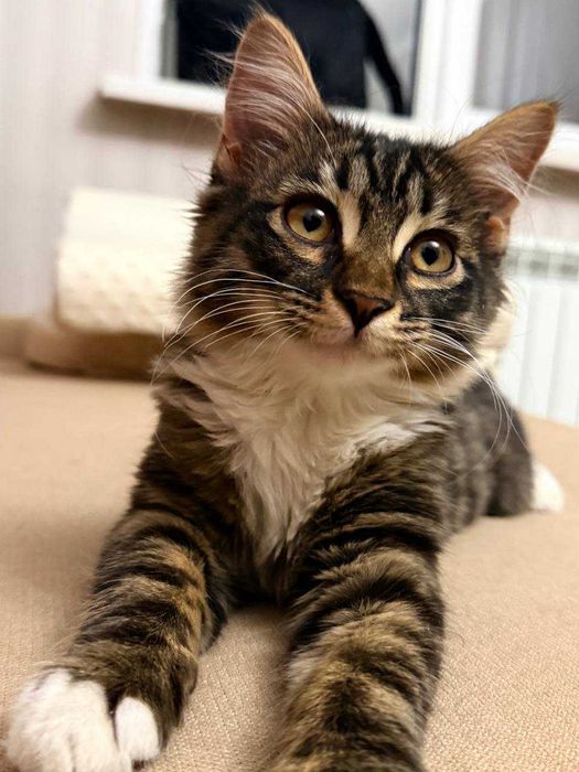 Отдам котёнка в добрые руки