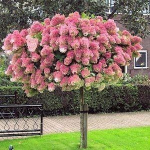 Hortensie De Gradina (Tip Pomișor)