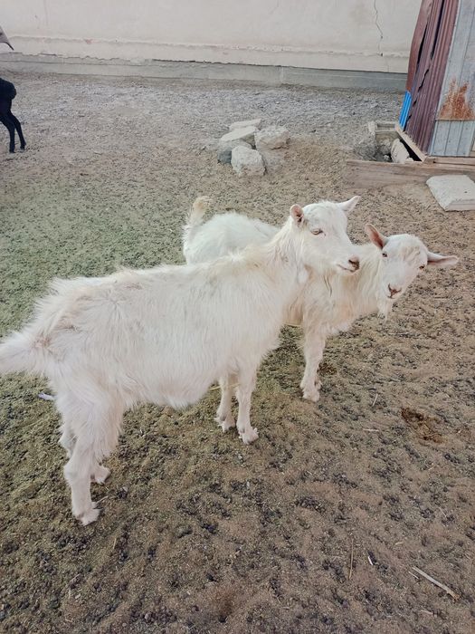 Туша 50мың лақ 30мың