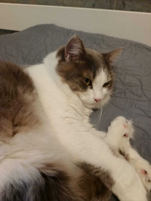 Отдам кота в хорошие руки