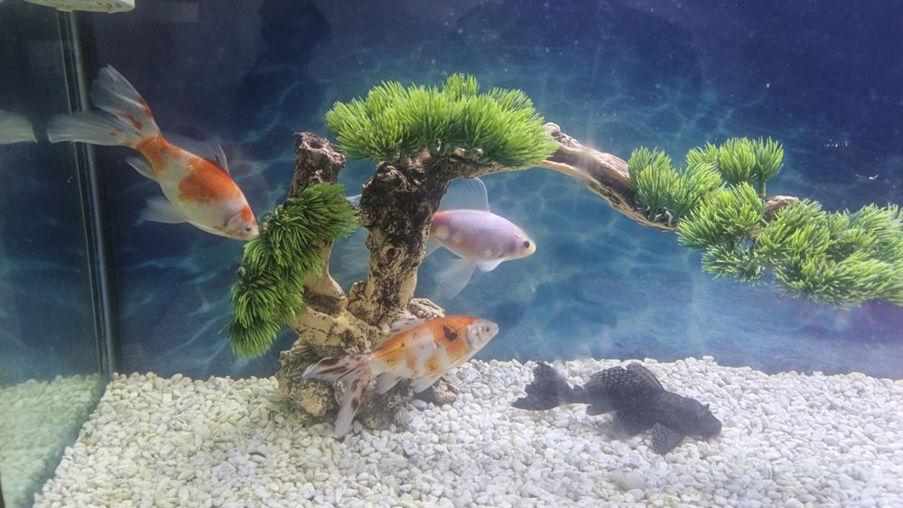 Продаются аквариумные рыбки