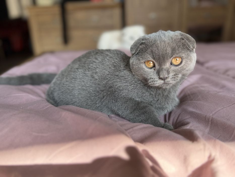 Шотландски котета