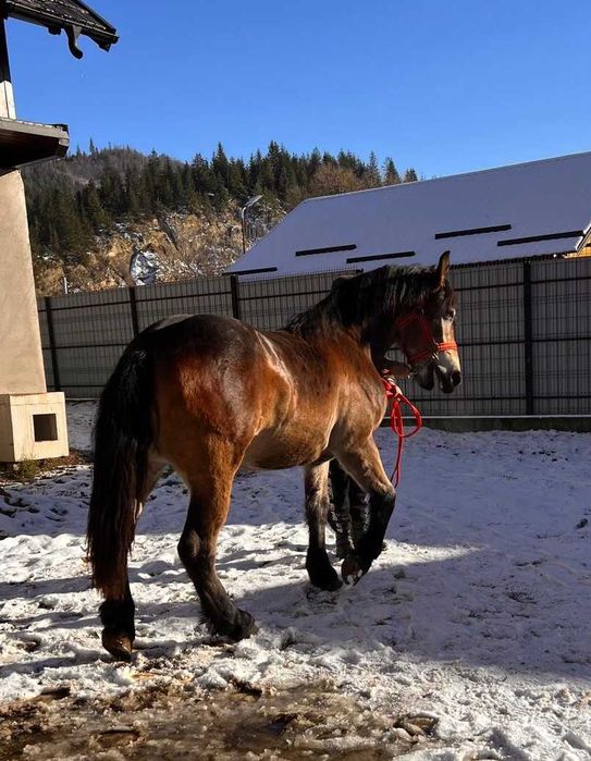 Manza murga, 1 an si 7 luni