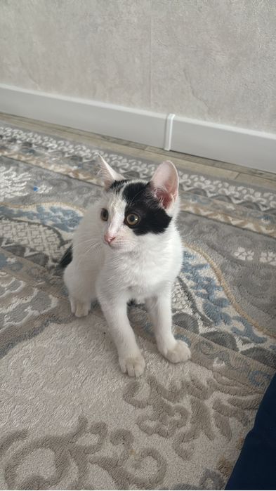 отдаем кошку бесплатно