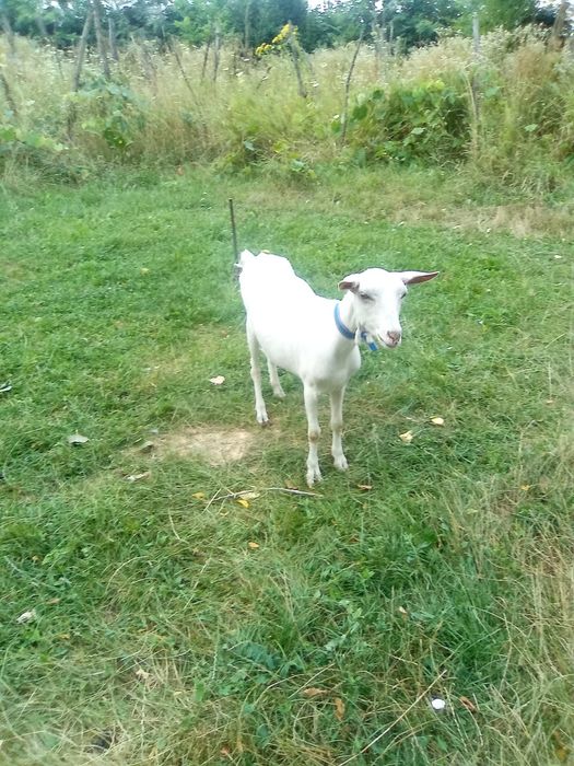 Capre de vânzare