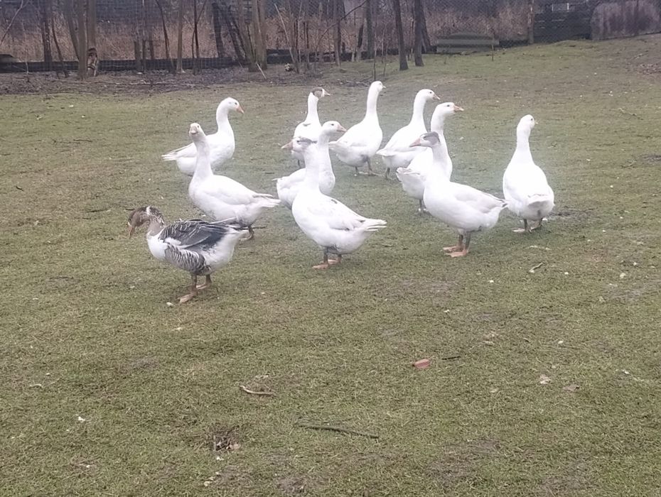 Vand Rate și gâște