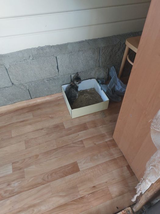 Отдам котенка (девочка )