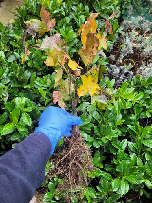 Liquidambar styraciflua [Arborele de cauciuc]