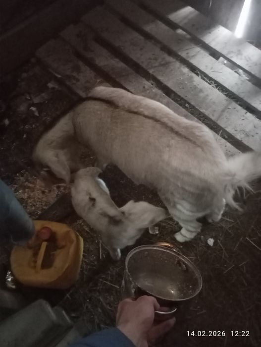 Продам козу с козленком