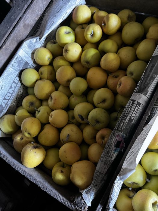 Продам яблоки золотой