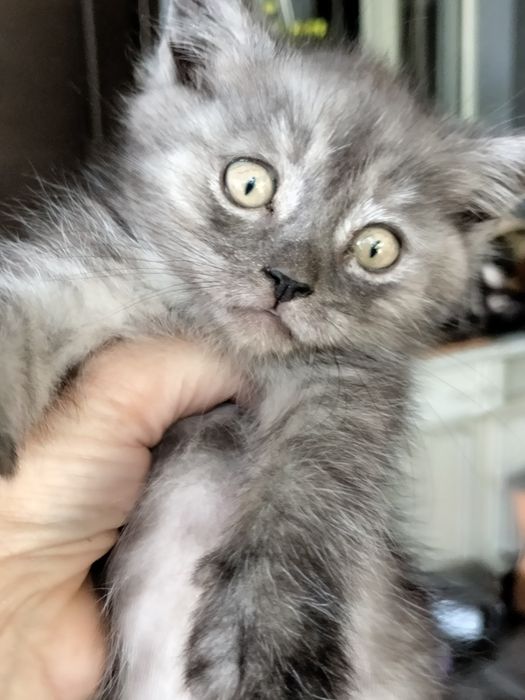 Продам котят скотиш страйт.