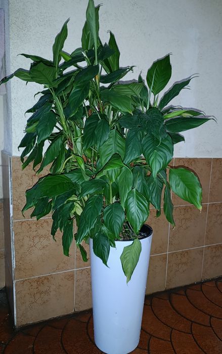 Spathiphyllum guli