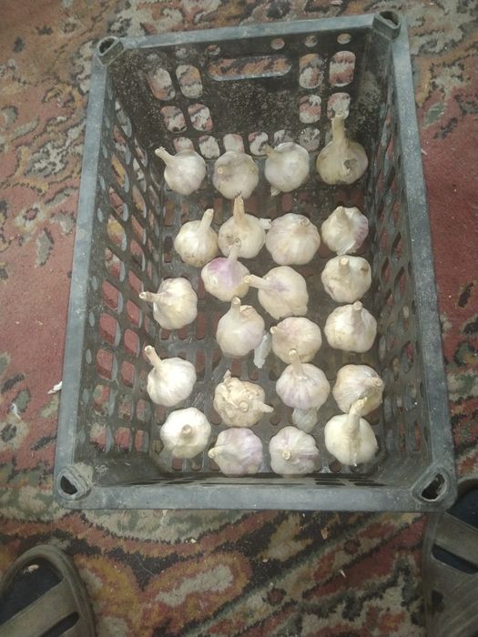 Дачный чеснок продам