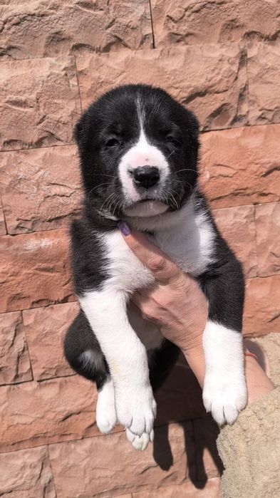 Алабаи щенки мальчики и девочки