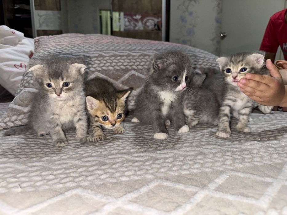 Продаются котята