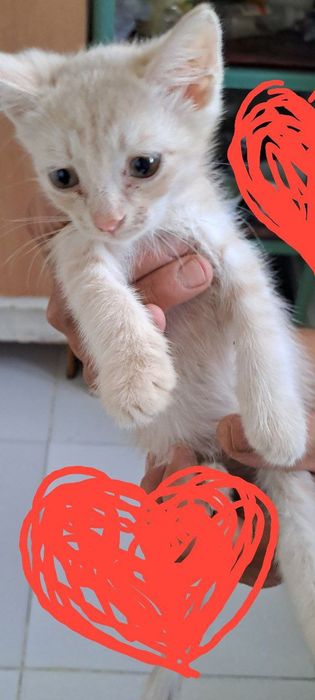 Роздам солнечно рыжых красивых котят!!!