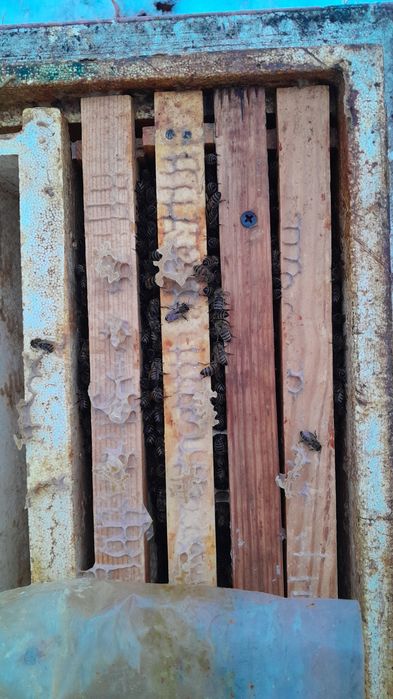 Пчёлы, пчелопакеты