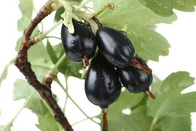 Гибрид смородина-крыжовник