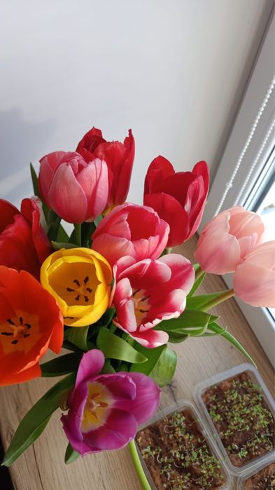 Крупный тюльпан предзаказ