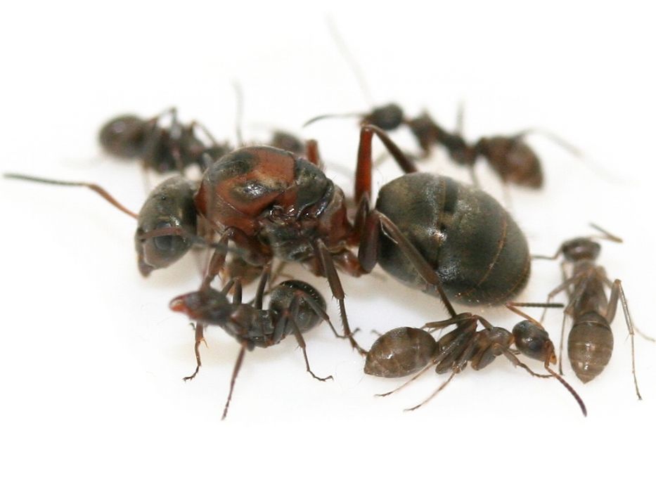 Муравьи Formica Rufibarbis