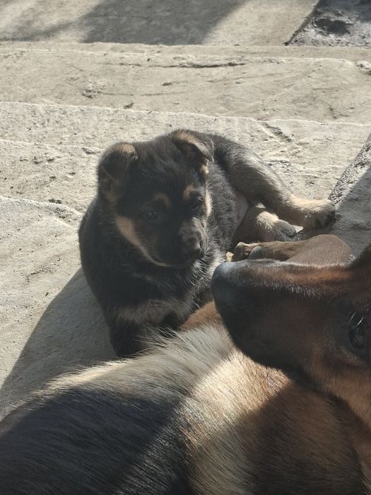 Ченки  Немецкого овчарки!