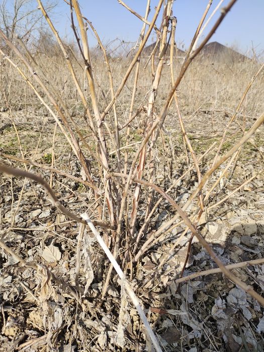 Рассада малина сорт красная шапочка сладкий