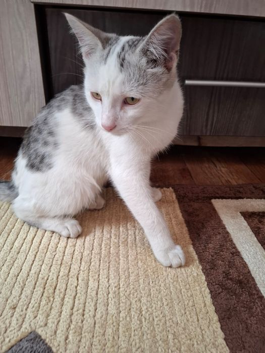 Кот кошка котенок