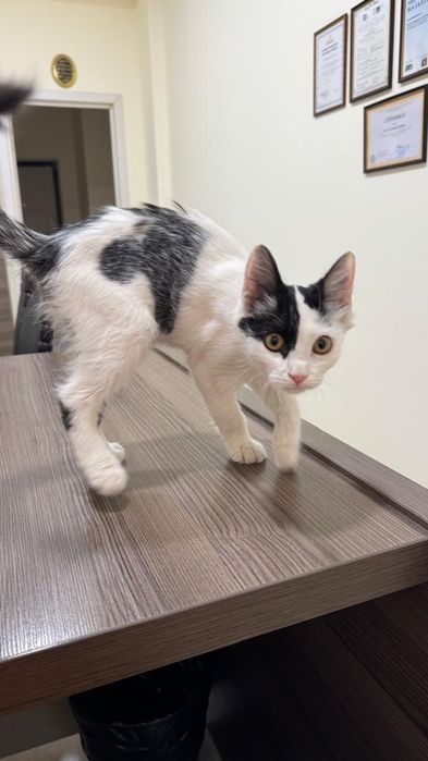 Котенок. Отдам бесплатно