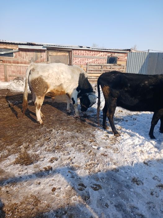 Продам Крс Бычек 2год 1   Телки 380000