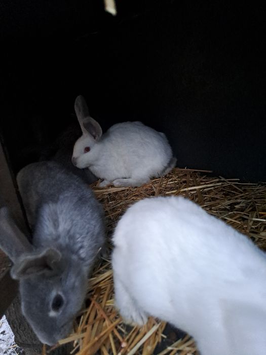 Vând iepuri vârstă 2 luni