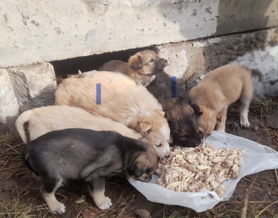 Срочно щенки в добрые руки!