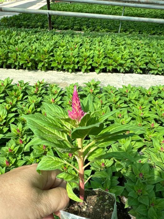 Celosia Plumosa / Gul toji / Гул тожи