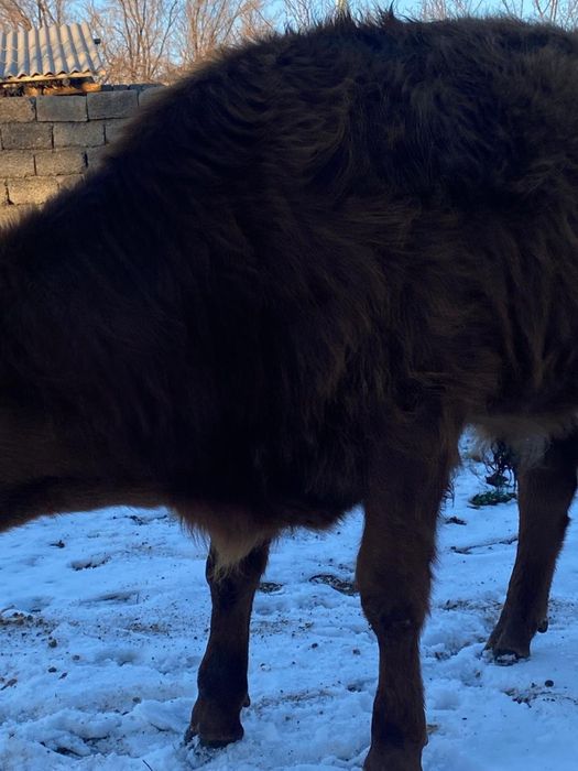 Огыз сатылады еркек