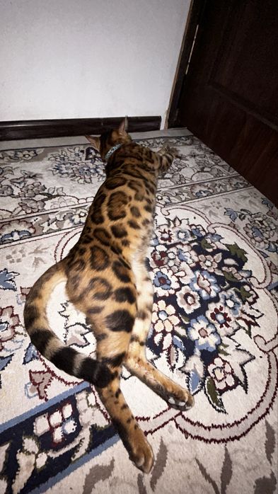 ВЯЗКА Бенгальский Эркак