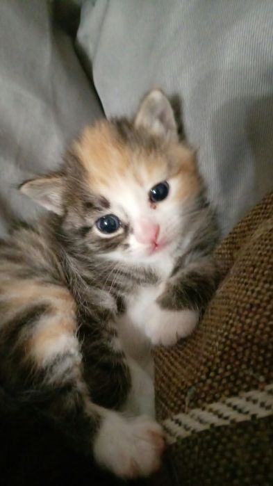 Отдам котенка в добрые руки