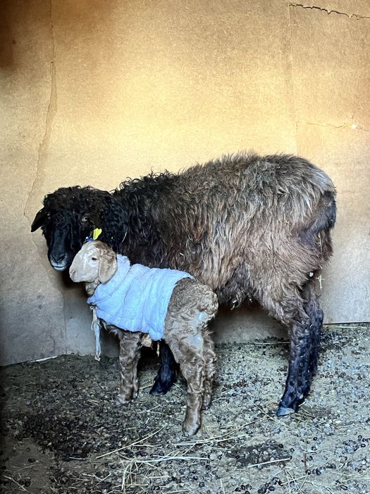 Серке қой қозылы қой сатылады