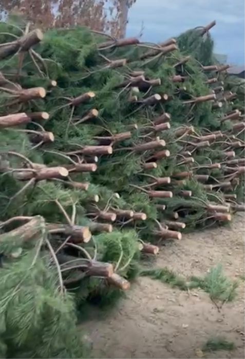 Новогодние елки сосны, ели.